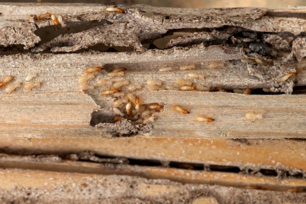 Best Local Pest Control Services  in Lake Montezuma, AZ