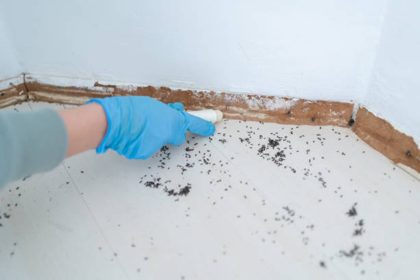 Best Insect Control  in Lake Montezuma, AZ