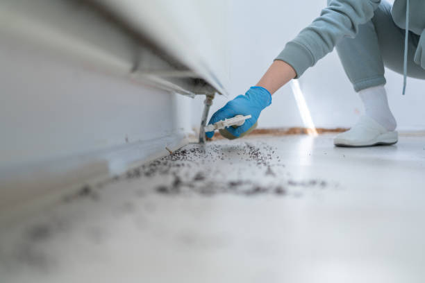 Best Flea Control Services  in Lake Montezuma, AZ